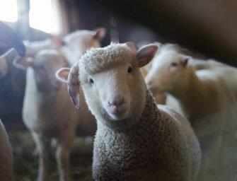 The who in me: <br>Meat, a subject of ambiguity