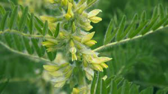 Astragulus