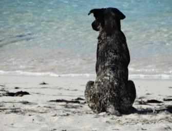Potcake rescues dogs on <br>the Turks and Caicos Islands