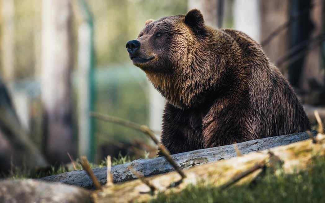 bear_westmountmag