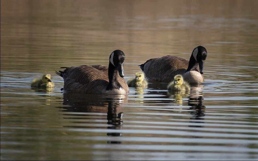 bernaches_canada-goose