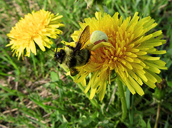 Bumblebee