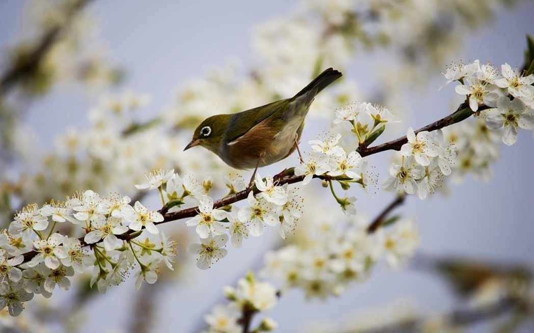bird-on-bloom_westmountmag