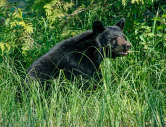 Le mois de mai toujours <br>dévastateur pour les ours