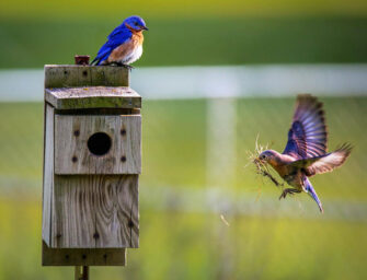 Time to support our <br>springtime fauna and flora
