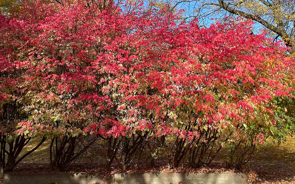 burning-bushes-fall_1024