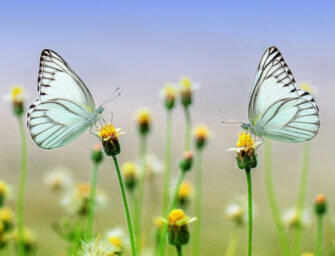 Pause For Poetry: <br>Michael Hawkes /24