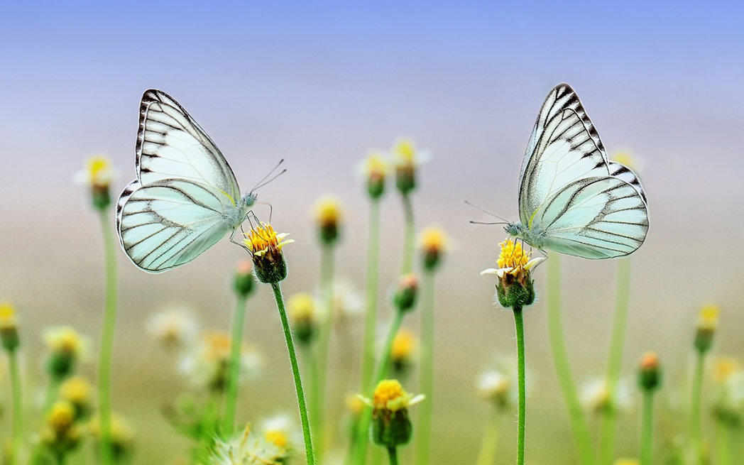 butterfly_westmountmag