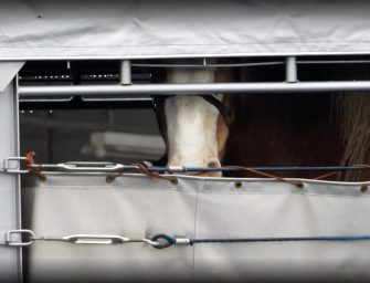 End live transport of <br>horses for slaughter