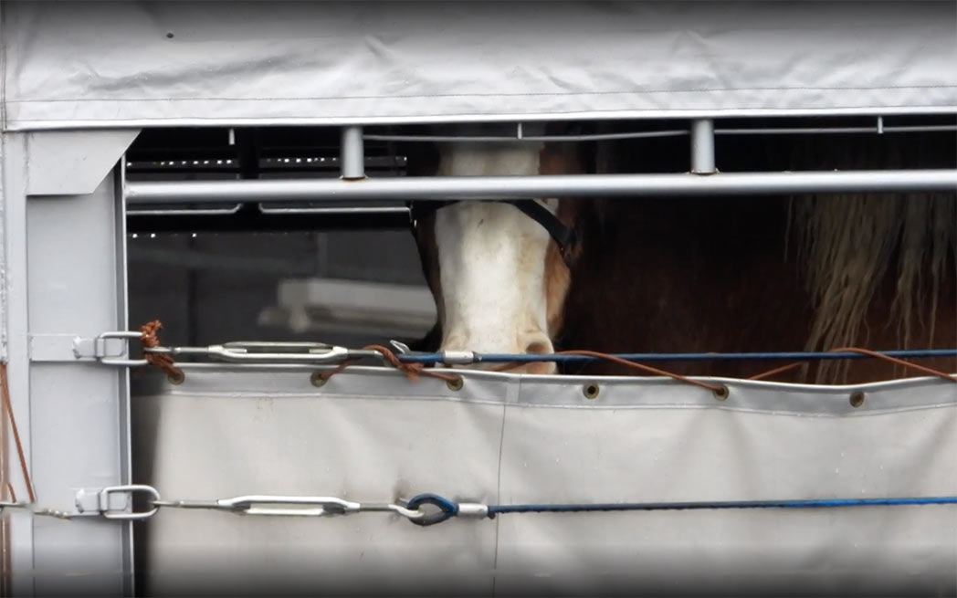 captive-horse_1048