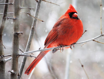 Life abounds on the <br>colder days of the year