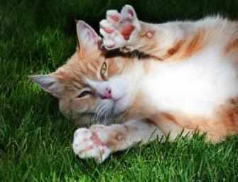 Our Best Friends: <br>The cat declawing controversy