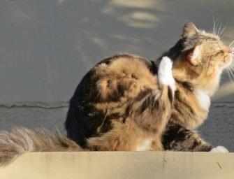 Our Best Friends: <br>Parasite prevention