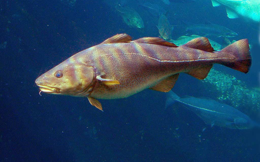 cod-fish_1024
