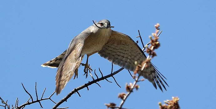 male Cooper’s Hawk gathering twigs for nest