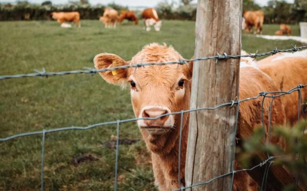 cows_westmountmag