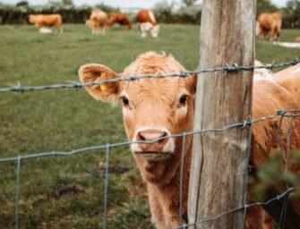 Critique de Sacred Cow <br>(versus Cowspiracy)