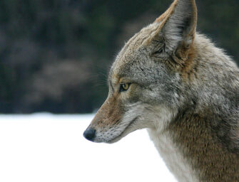 Tips on how to interact <br>with wildlife this spring