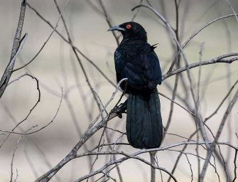 Quebec’s controversial <br>crow cull sparks outrage