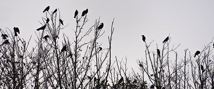 crows atop trees