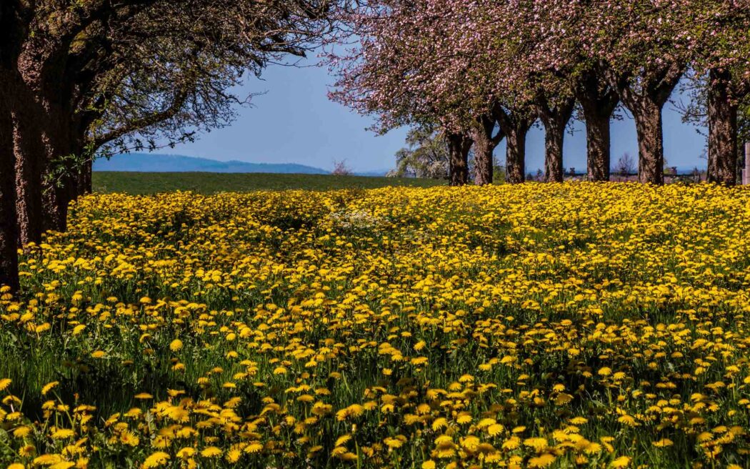 dandelions-2048