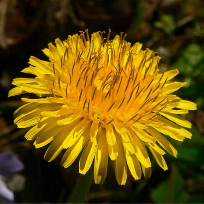 Dandelion