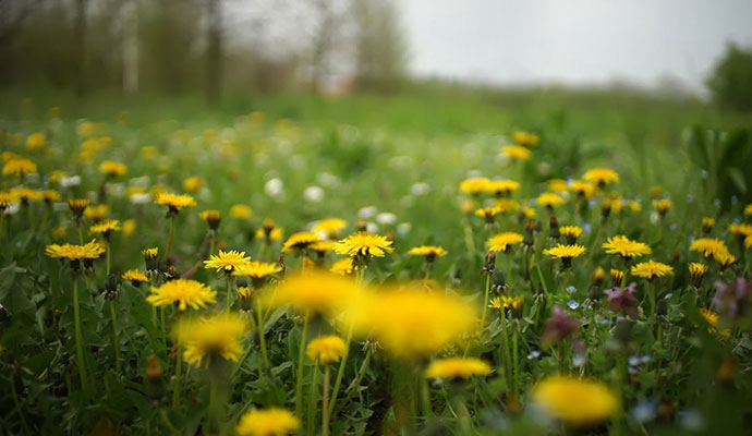 No Mow May