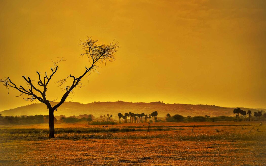 desert-landscape-tree-nature-sand-pxhere-2048