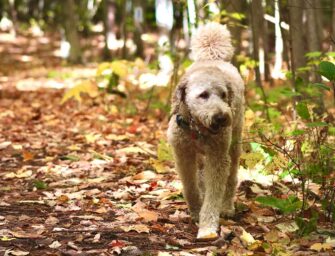 Go easy on raking <br>and leave the leaves!