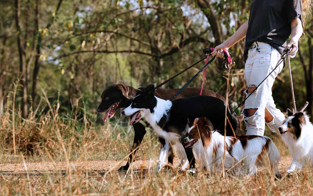 dog-walker_1024