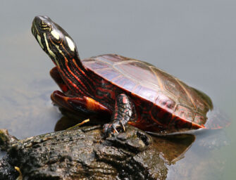 Une tortue sur la route? <br>Voici comment la sauver!