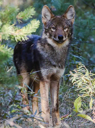 Eastern Wolf