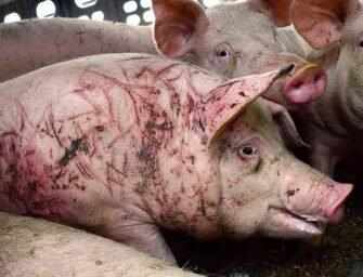 Ag-gag Bill C-156: <br>The consequence of denial