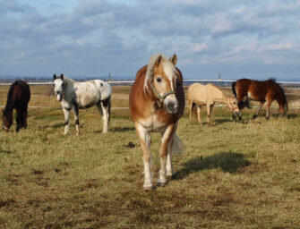 The healing power <br>of horses with Karine
