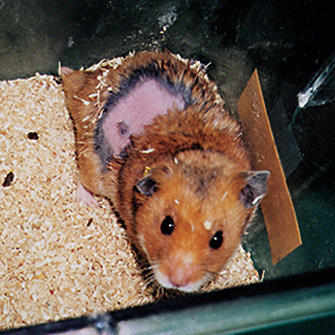 experimented animal 