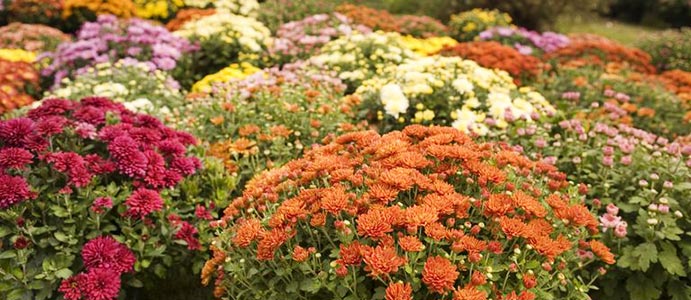 Flower bed
