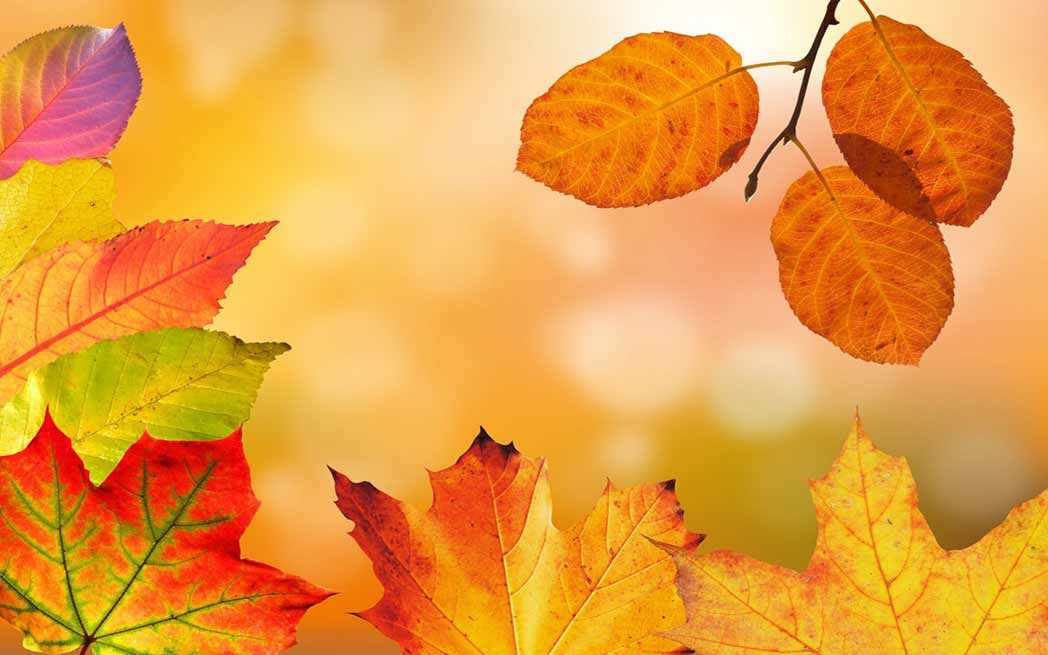 fall_autumn_westmountmag