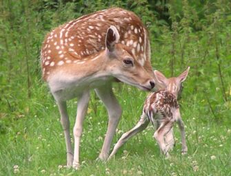 Species control: For a <br>humane non-lethal option