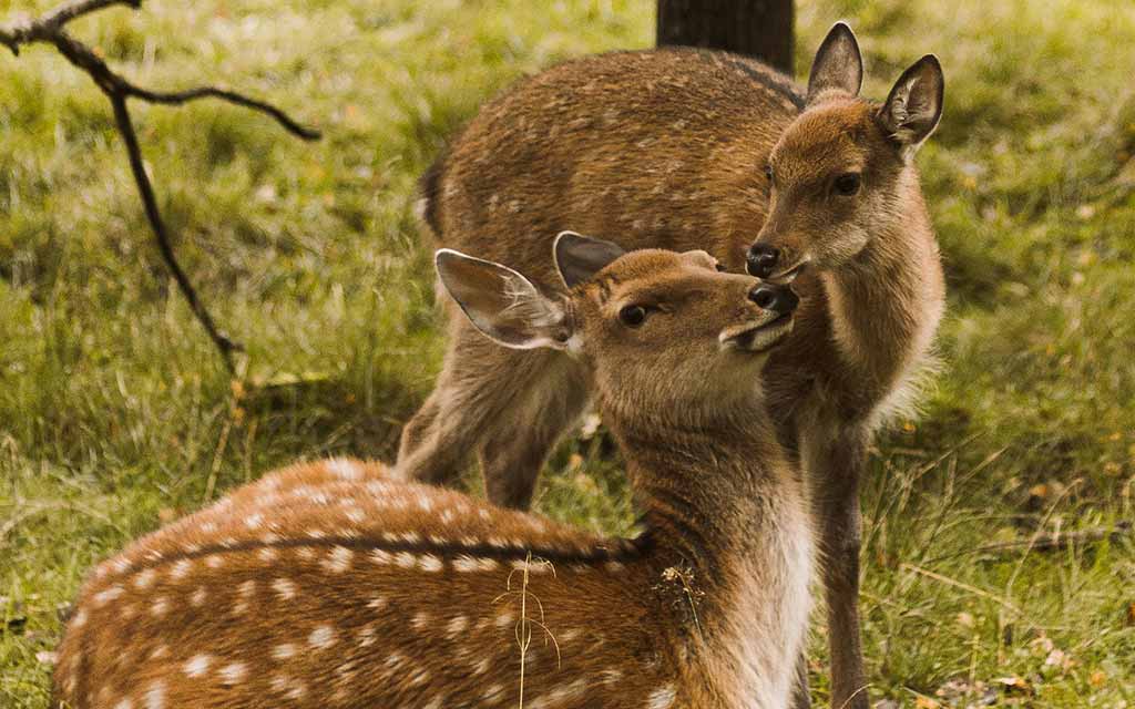 fallow-deer_1024
