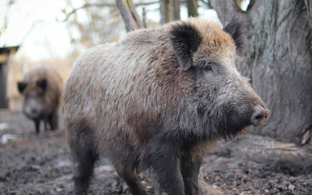 feral-pig–kevin-jackson–unsplash-2048