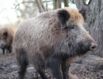 North America’s feral pig <br>problem concerns us all