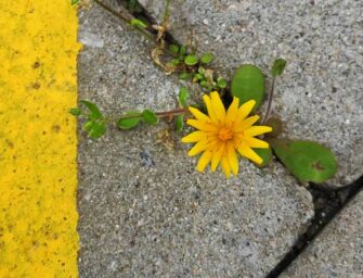 Extinction On My Mind /4: A reconsideration of invasive species