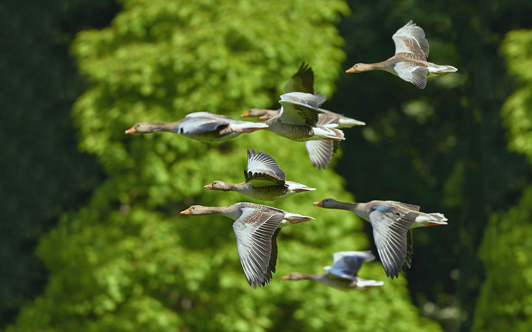 flying-ducks_1048_westmountmag.ca
