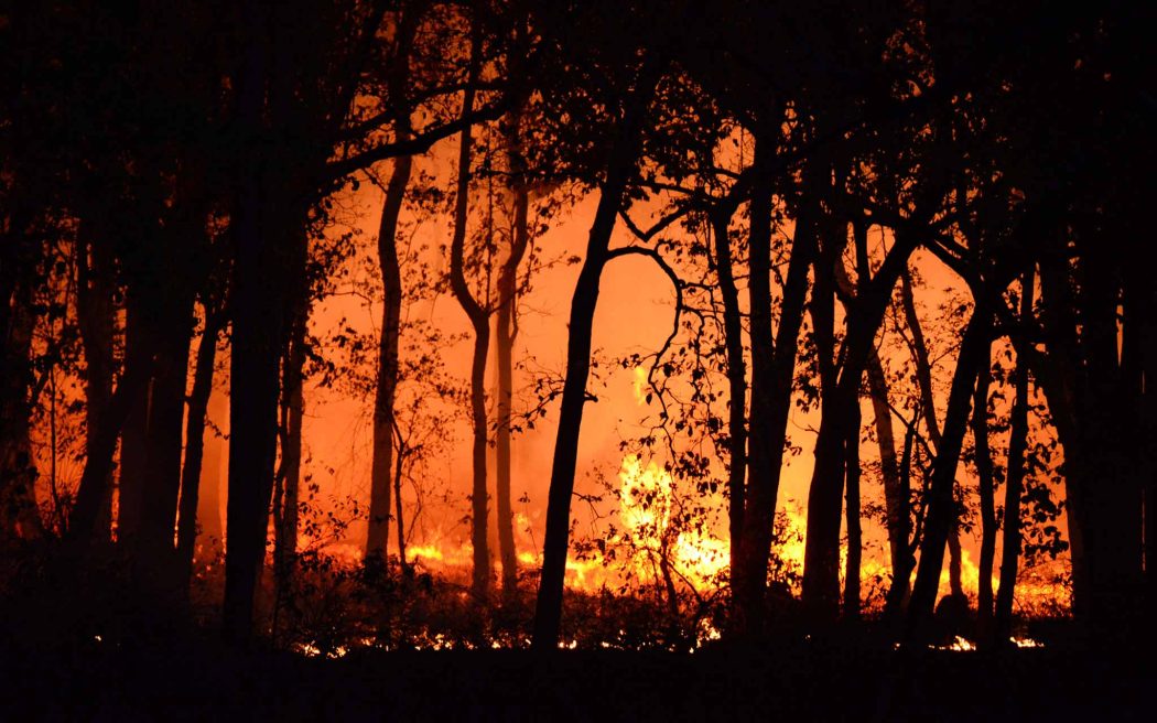 forest-fire-2048