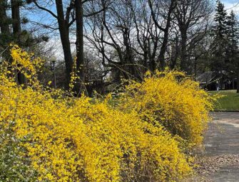 Les Forsythias asiatiques <br>du parc Westmount