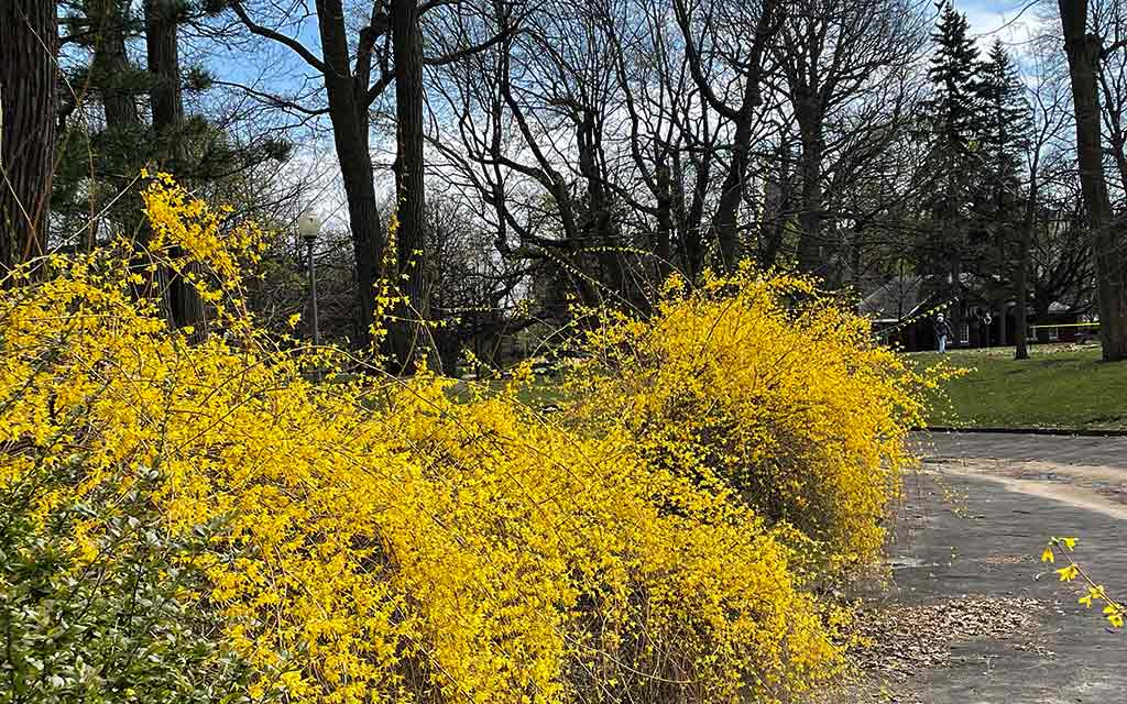 forsythia_1024