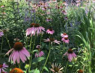 Angela Silver’s <br>garden for all seasons