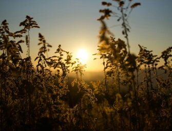 Healing by way of <br>medicinal plants