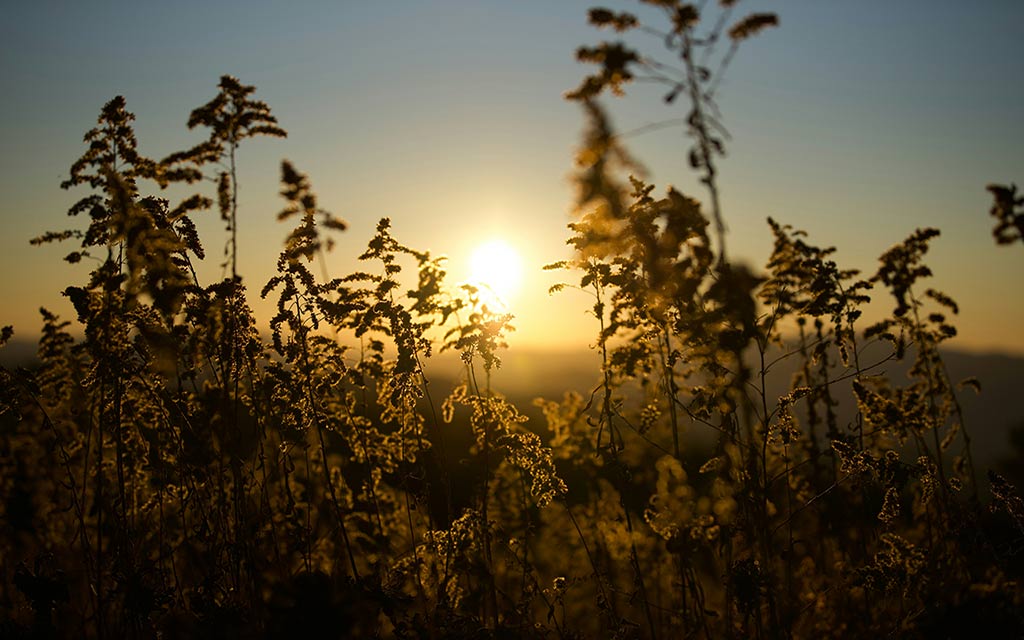 goldenrod–sophia-forbes–unsplash_1024