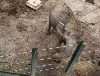 Happy the elephant denied <br>habeas corpus rights
